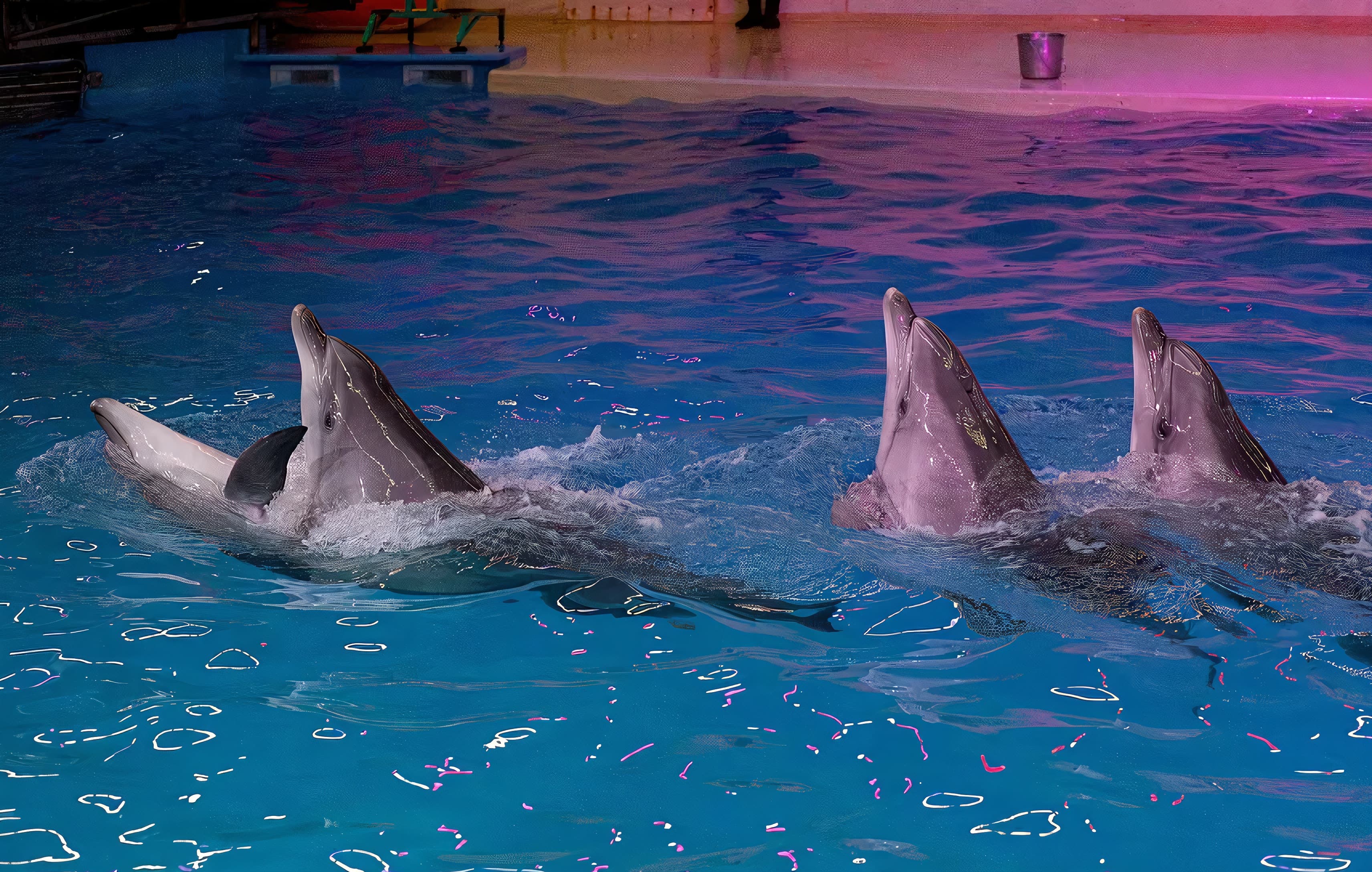 Шоу дельфинов (Нижегородский дельфинарий)