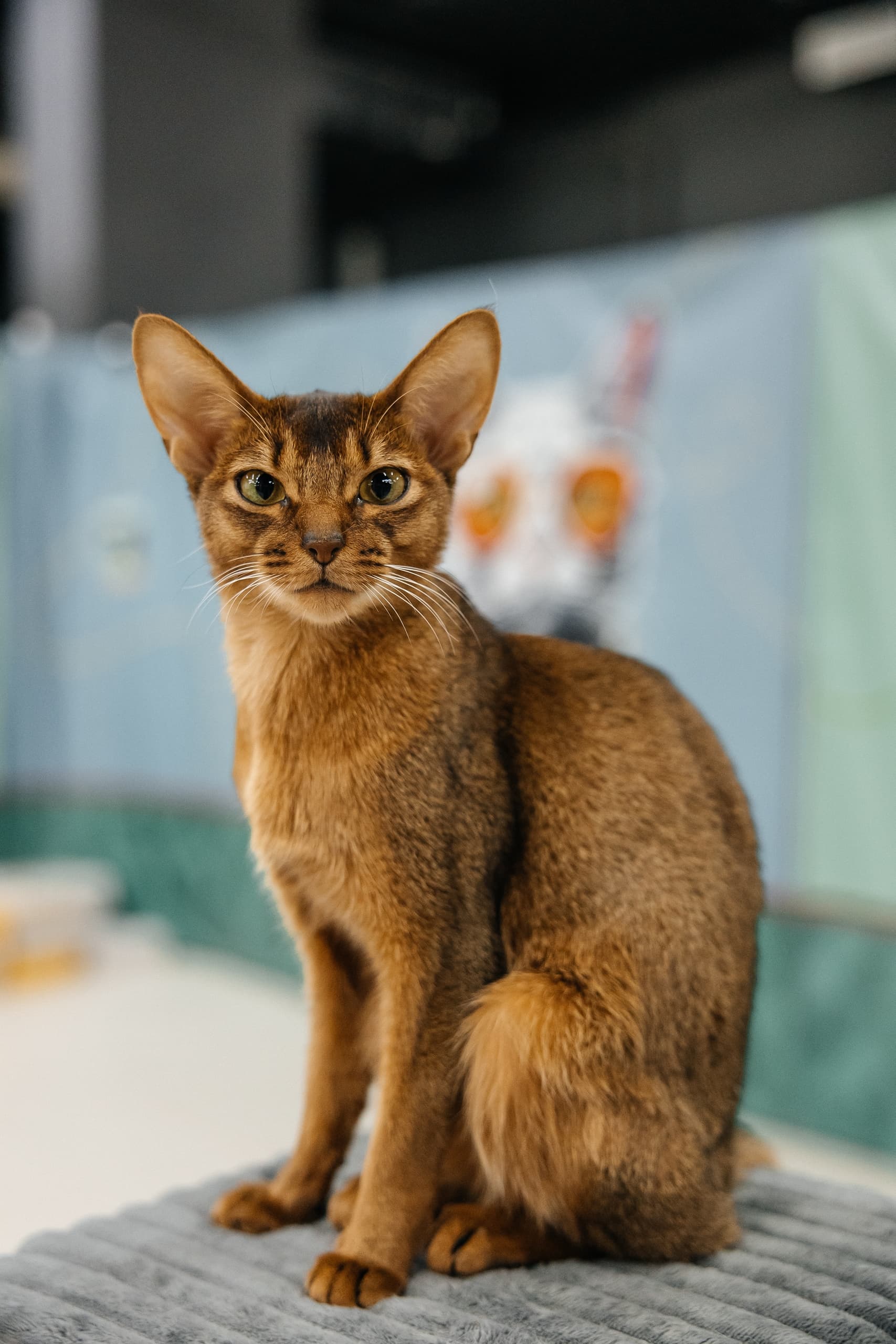 Мурфест (ТРЦ «Радуга»)