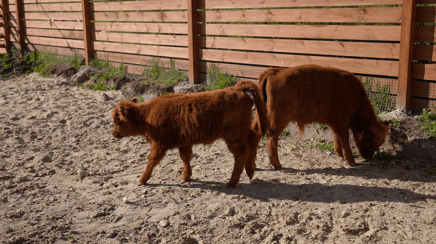 Парк альпак «Симба» (Парк альпак «Симба»)