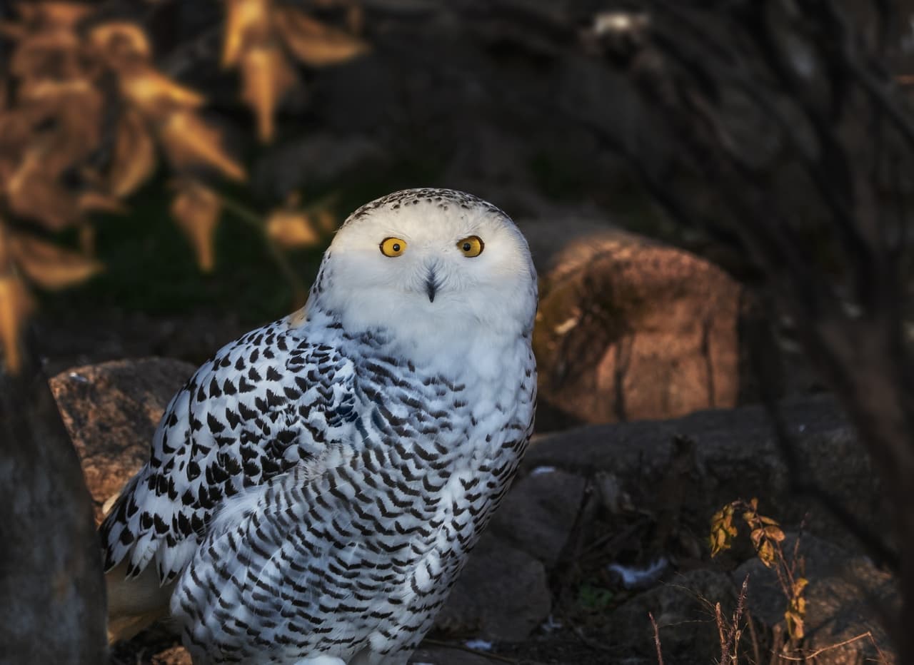 Экспозиция животных зоопарка (Зоопарк)