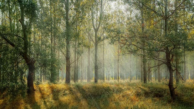 Лесные приключения (Областной театр кукол)