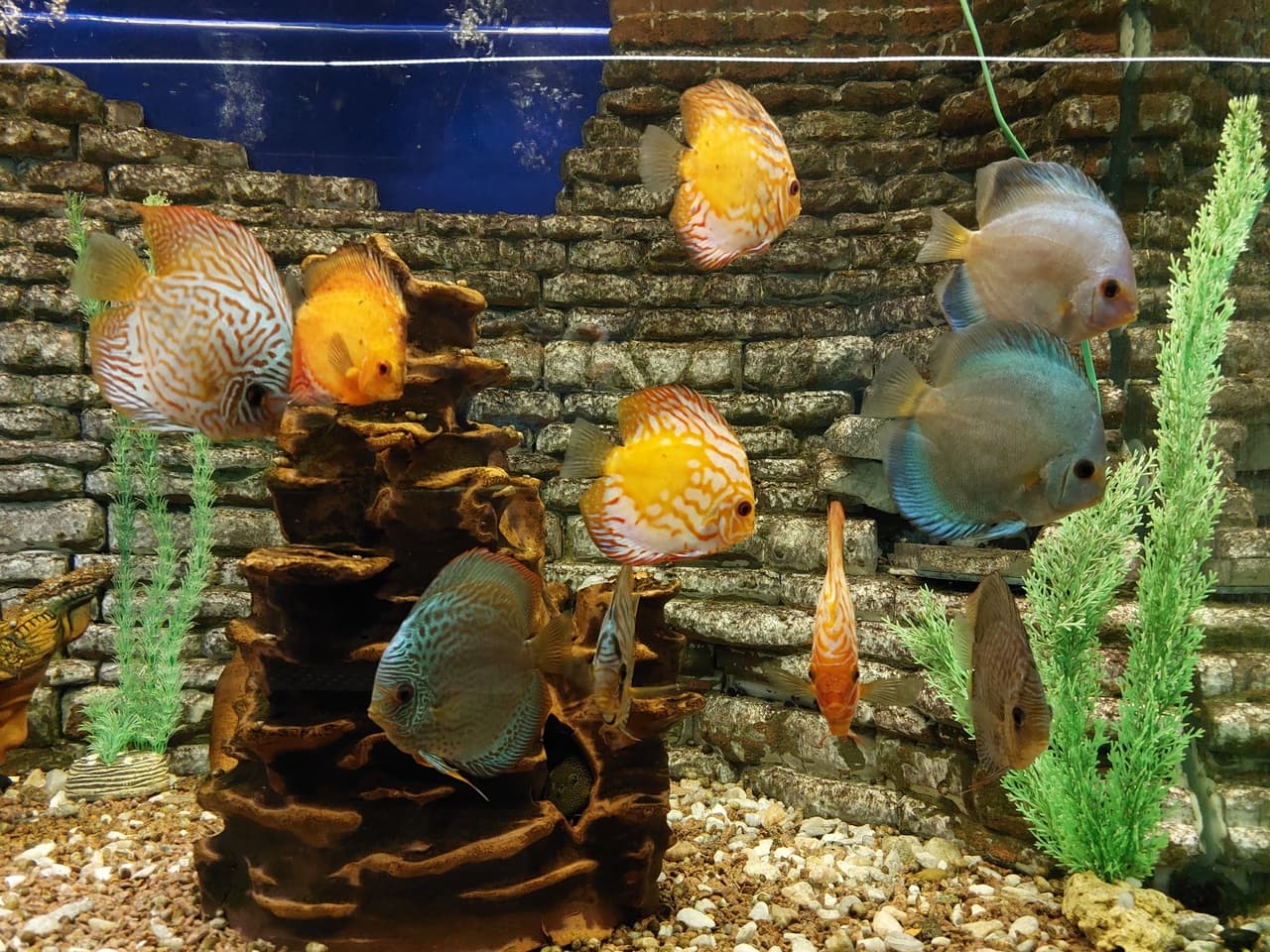 Акванариум Наутилус (Наутилус)