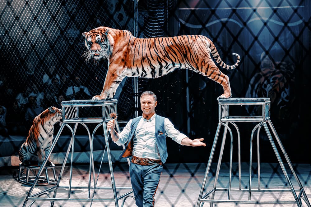 Тигры на земле и в воздухе (Цирк им. братьев Никитиных)