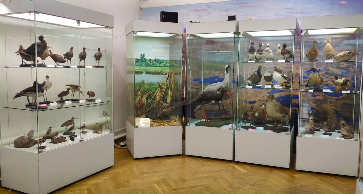 Животный мир Томской области (Краеведческий музей им. Шатилова)