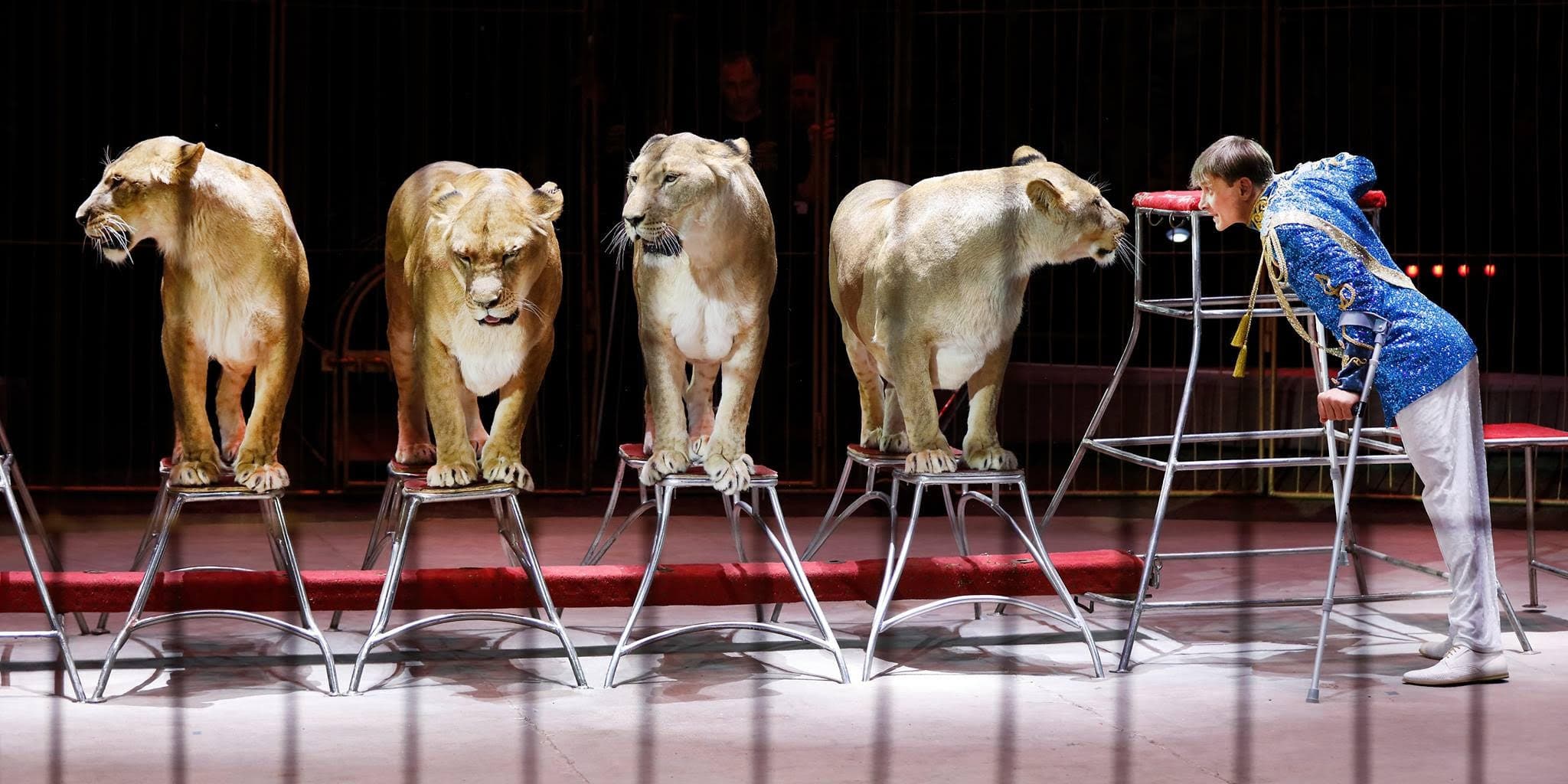 Империя львиц (Цирк)