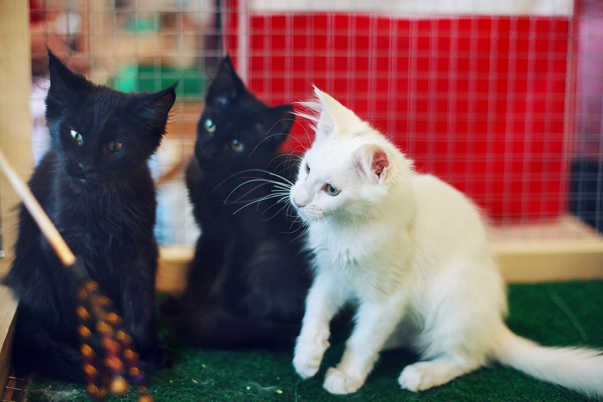 Фестиваль мейн-кунов (Лофт Проект Этажи)