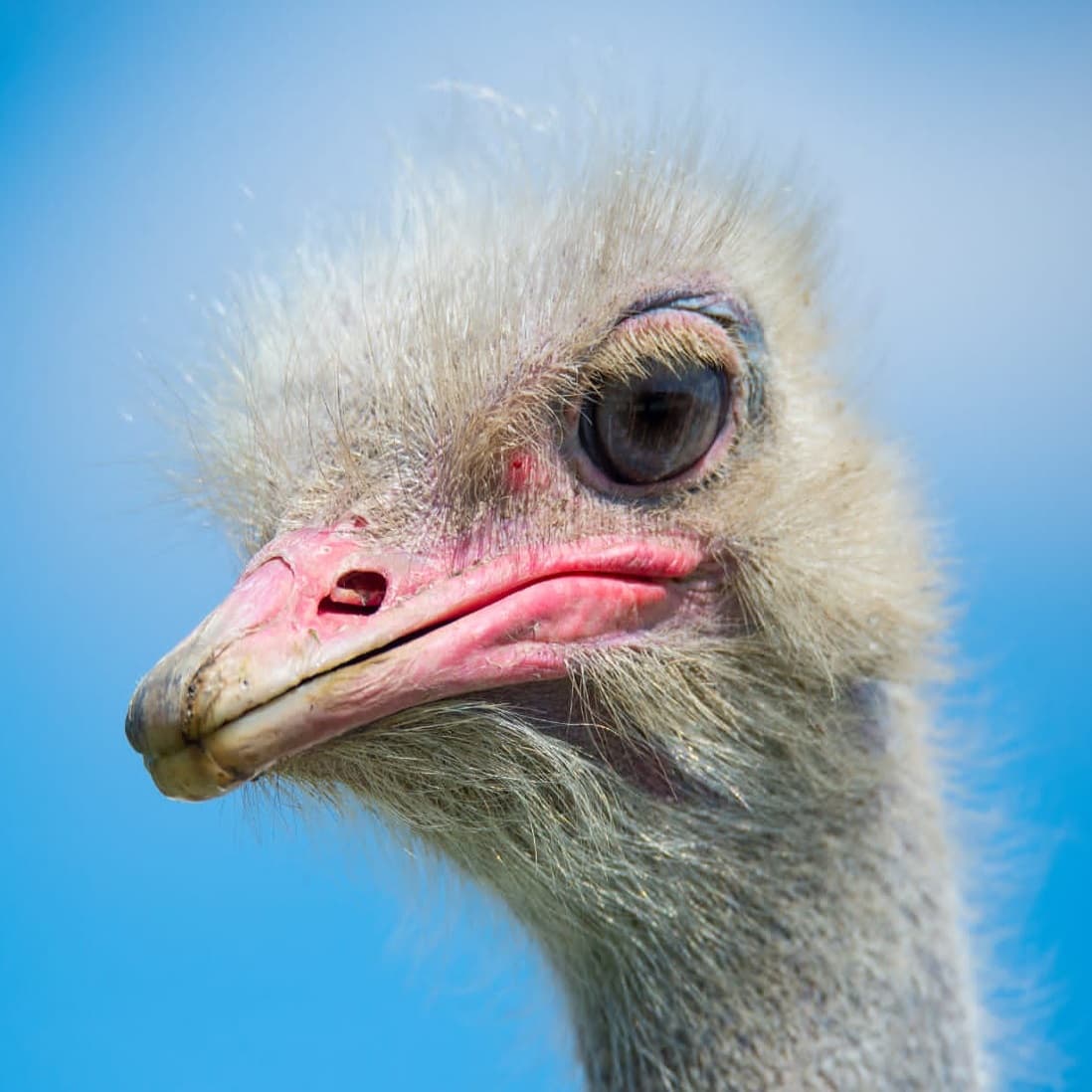 Парк живой природы «ДоДо» (Парк живой природы «До-До» (Натухаевская))