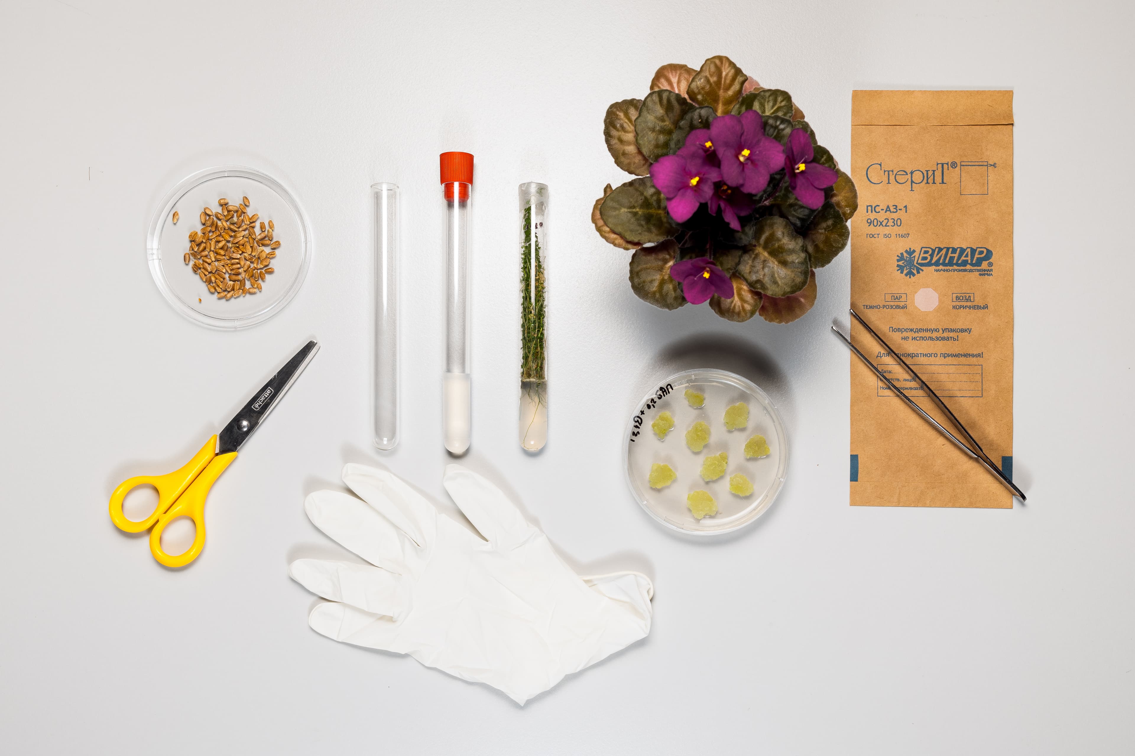 Космический сад (Зарядье)