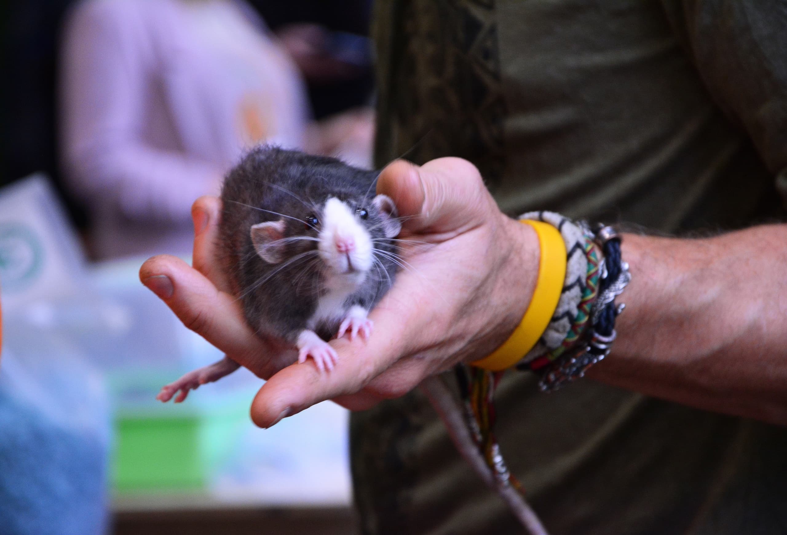 Декоративные крысы (Лофт Проект Этажи)