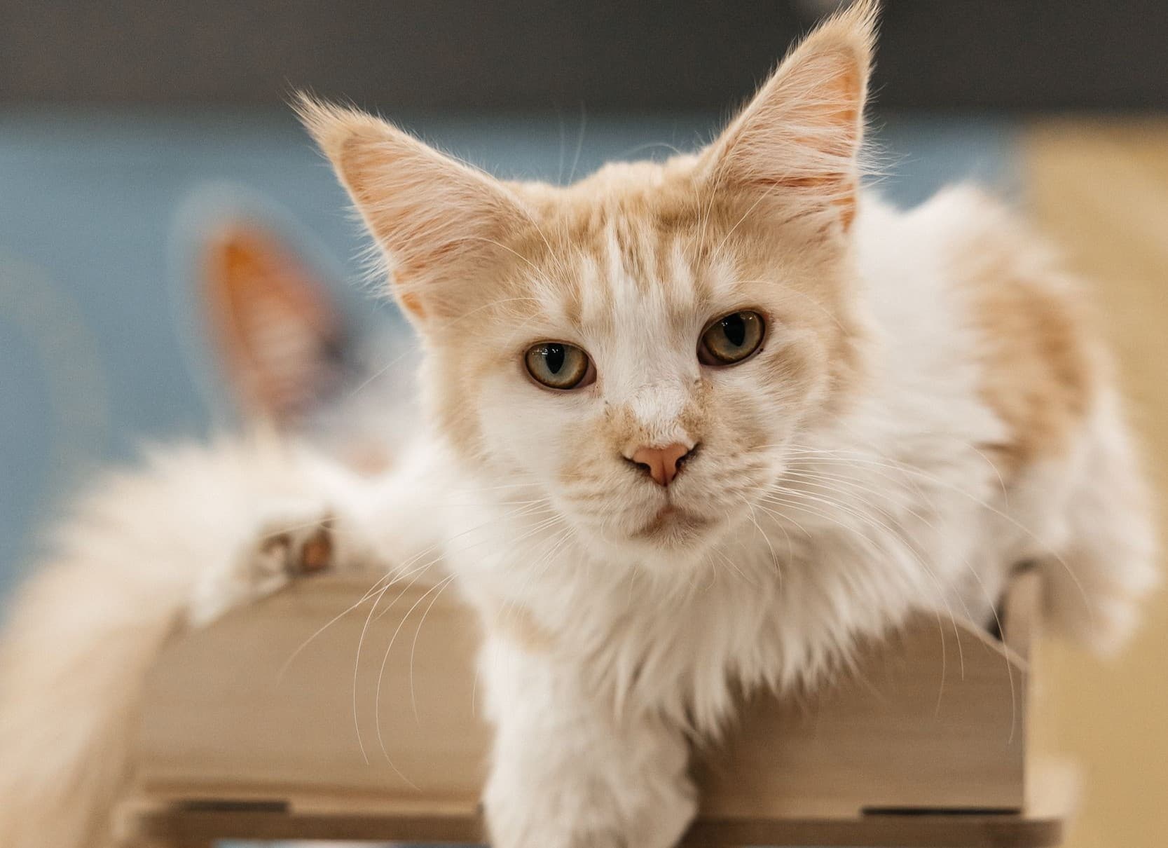 Мурфест (ТРЦ «Радуга»)