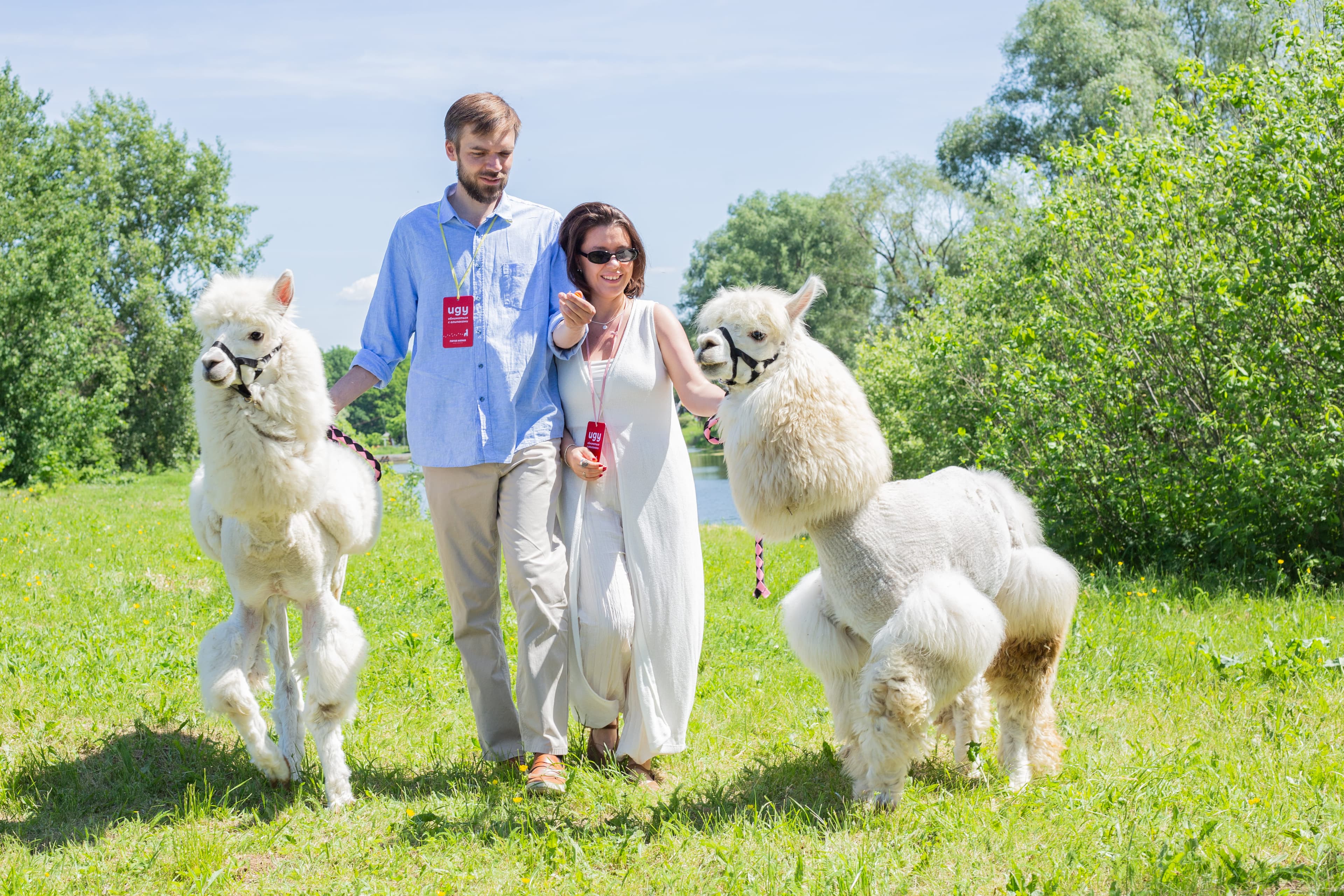 Альпака терапия (Парк альпак «Пача мама» (Нижние Вязовые))