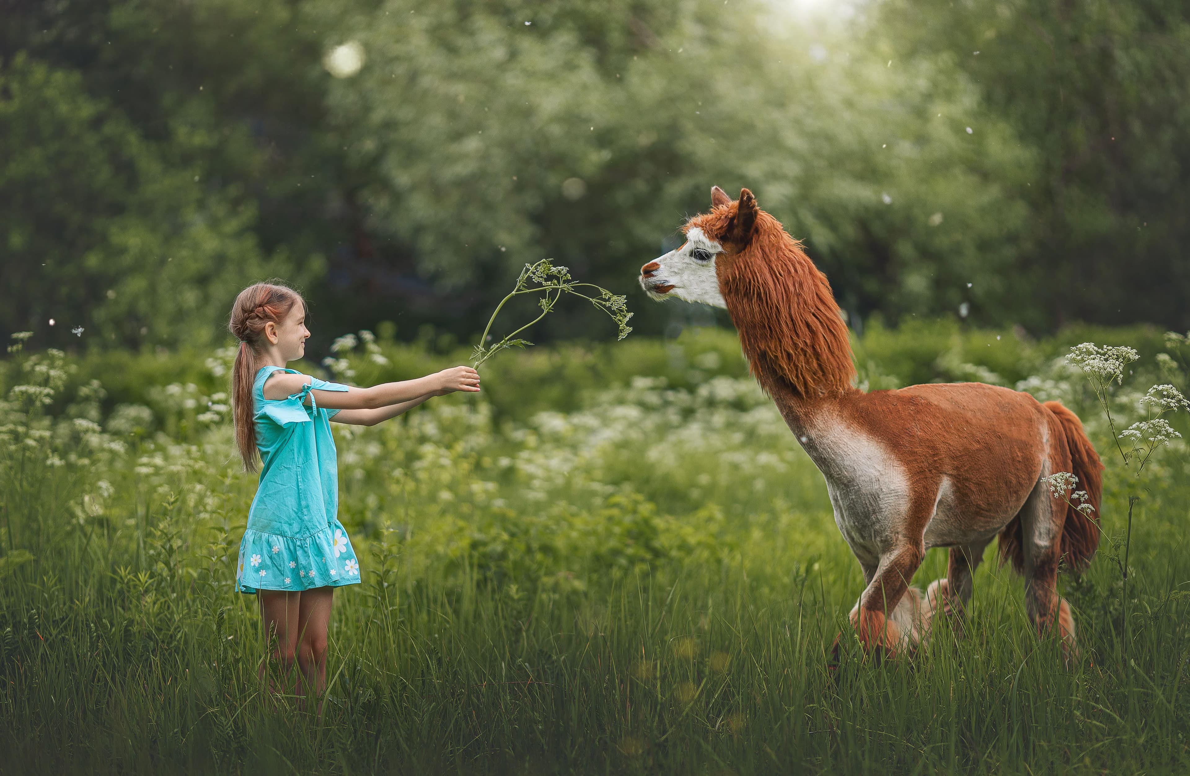 Альпака Парк (Альпака Парк)