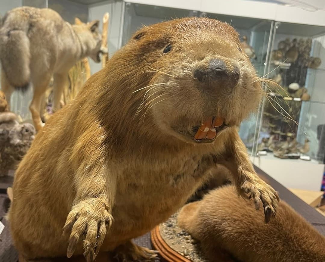 Мы — то, что мы едим (Краеведческий музей им. Шатилова)