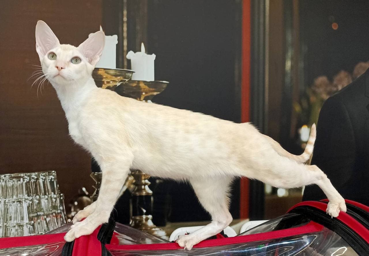 Экзотические ориенталы и серенгети (Лофт Проект Этажи)