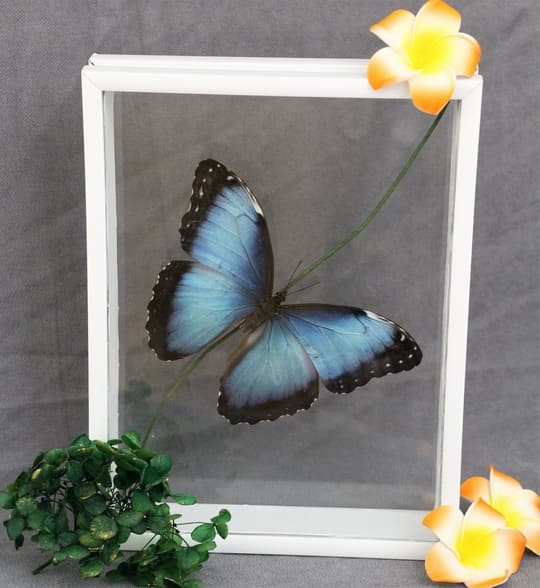 Выставка тропических бабочек (Клуб-музей коллекционеров)