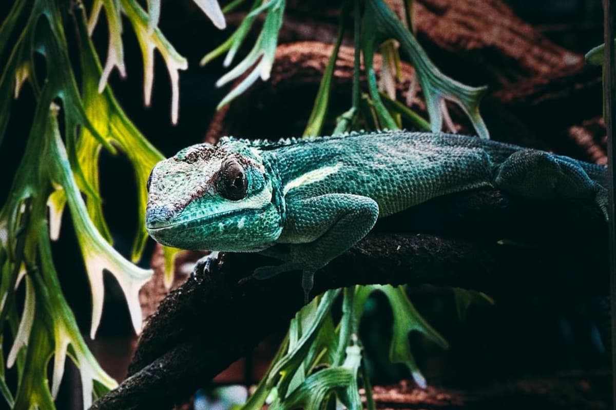 Хамелеоны. Интерактивное знакомство с экзотическими животными (Panteric)