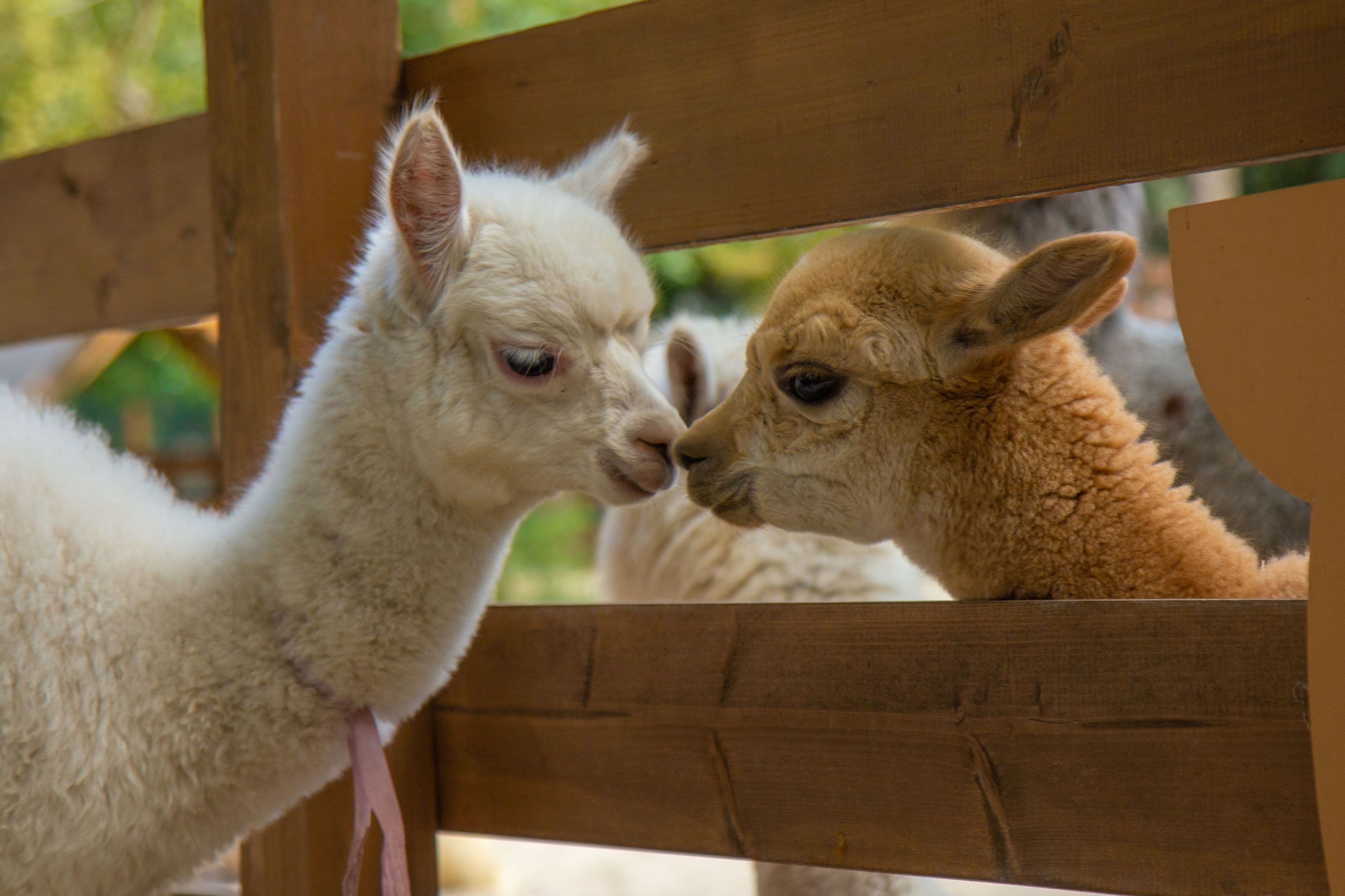 Экскурсия в выходные дни в парк альпак «Пача мама» (Парк альпак «Пача мама» (Мочище))