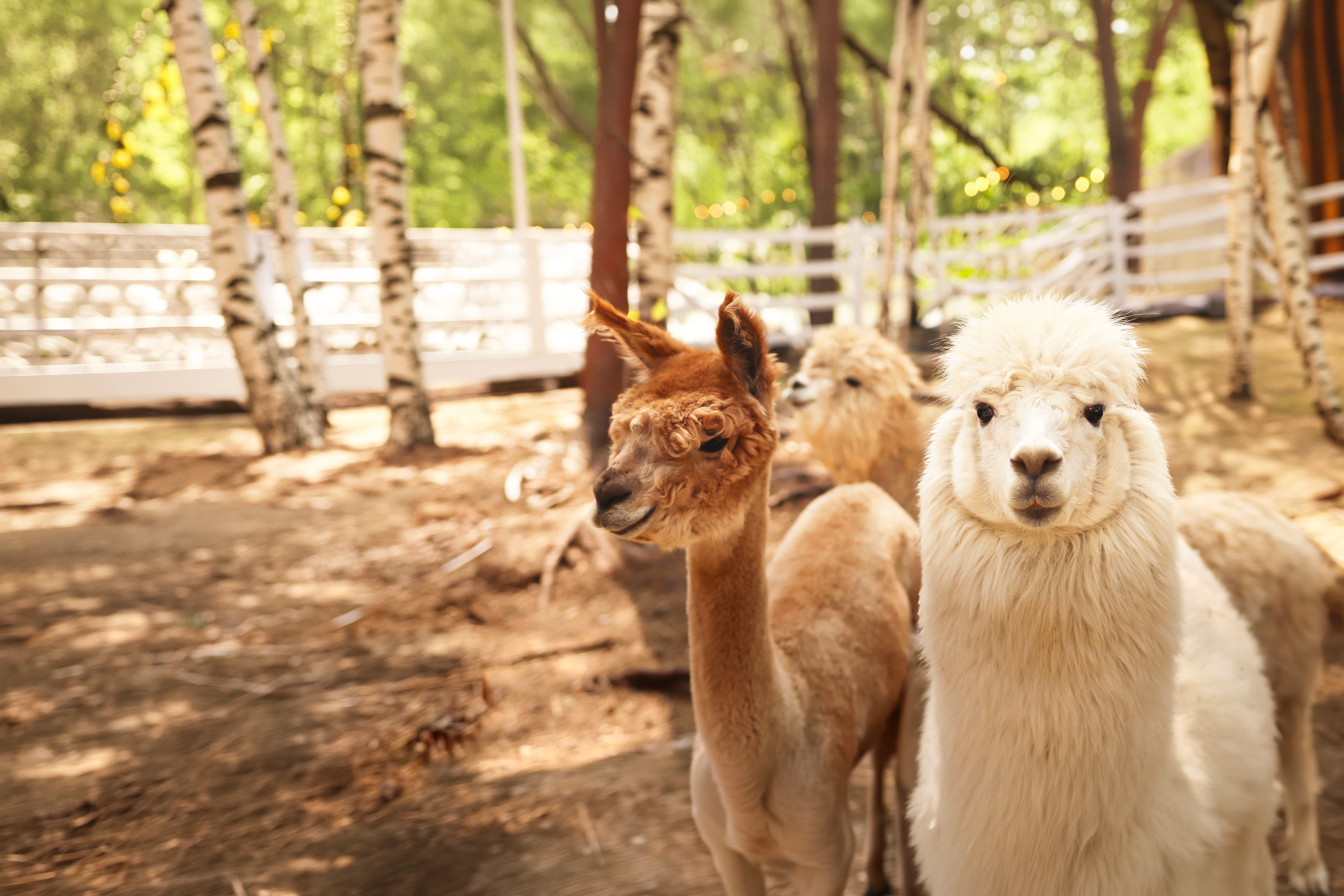 Парк альпак «Симба» (Парк альпак «Симба»)