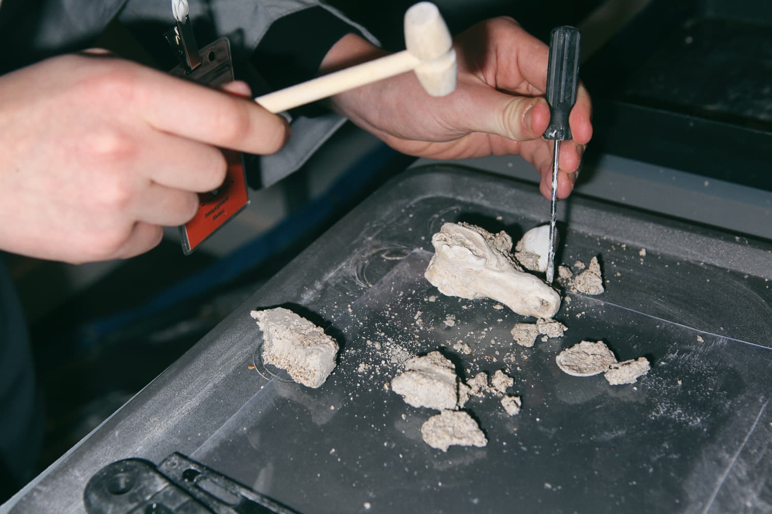 Палеонтология. Научная программа для детей (Медицинский университет. Учебный корпус № 2)