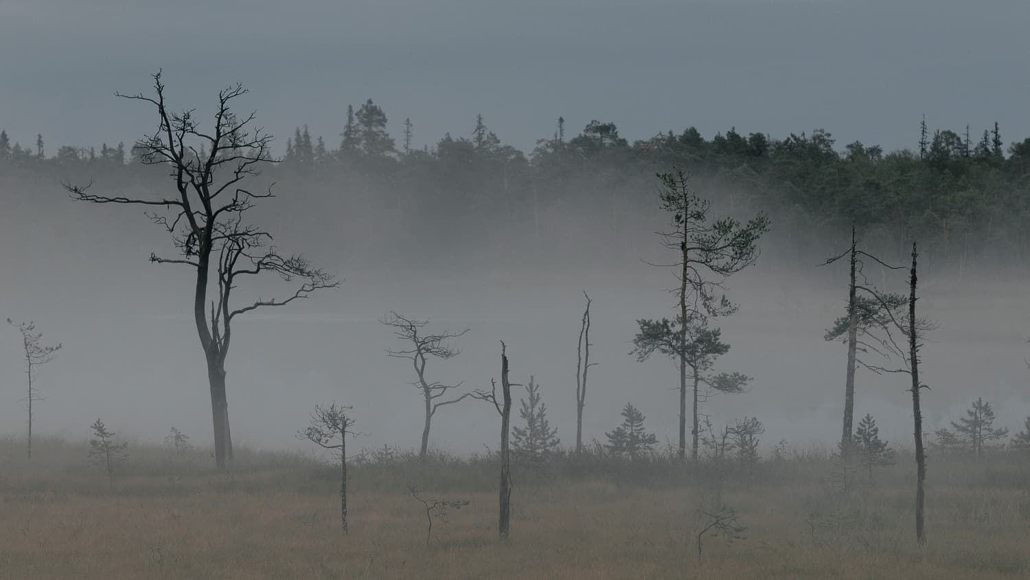 Безмолвие (Арт-Проспект)