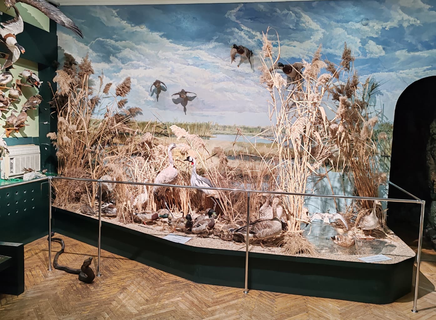 Птицы и животные Приазовья (Краеведческий музей)