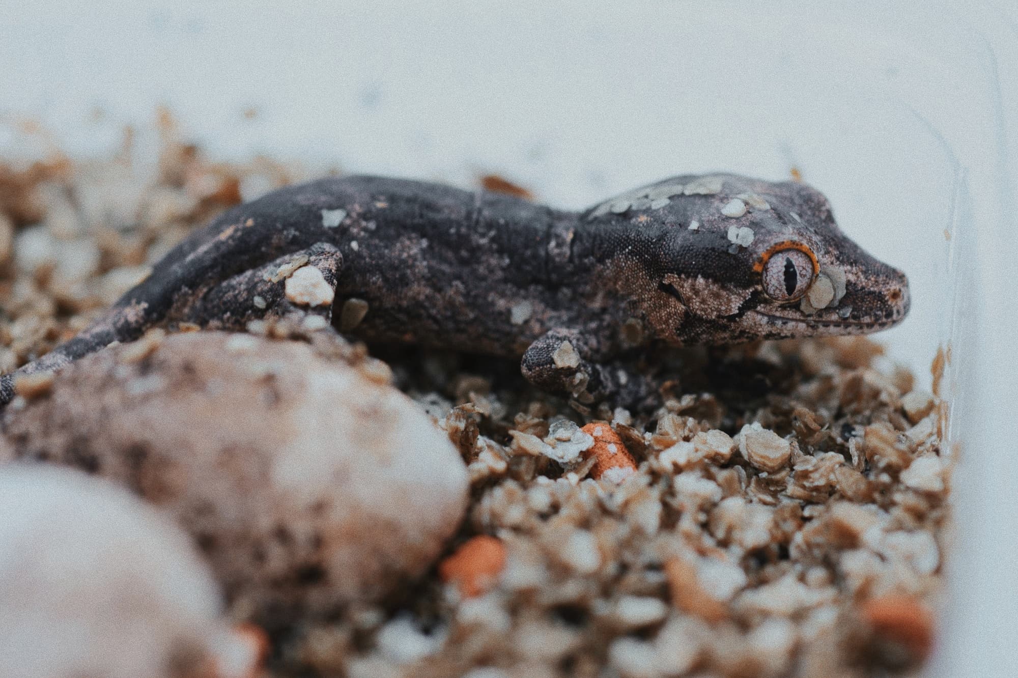 Ночная экскурсия в Зооцентре экзотических животных (Panteric)