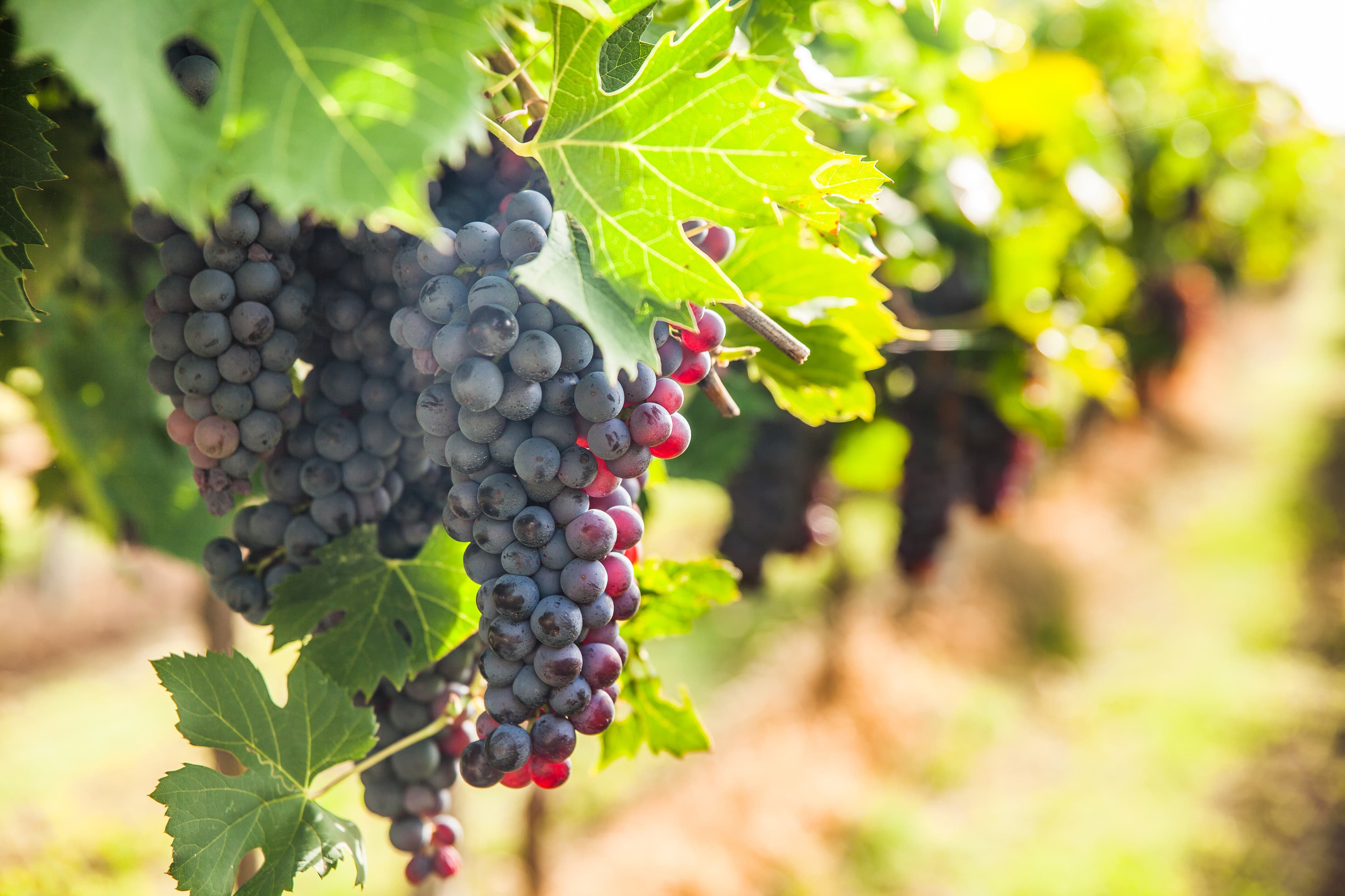 Волга-Дон вин фест (Волгоград Арена)