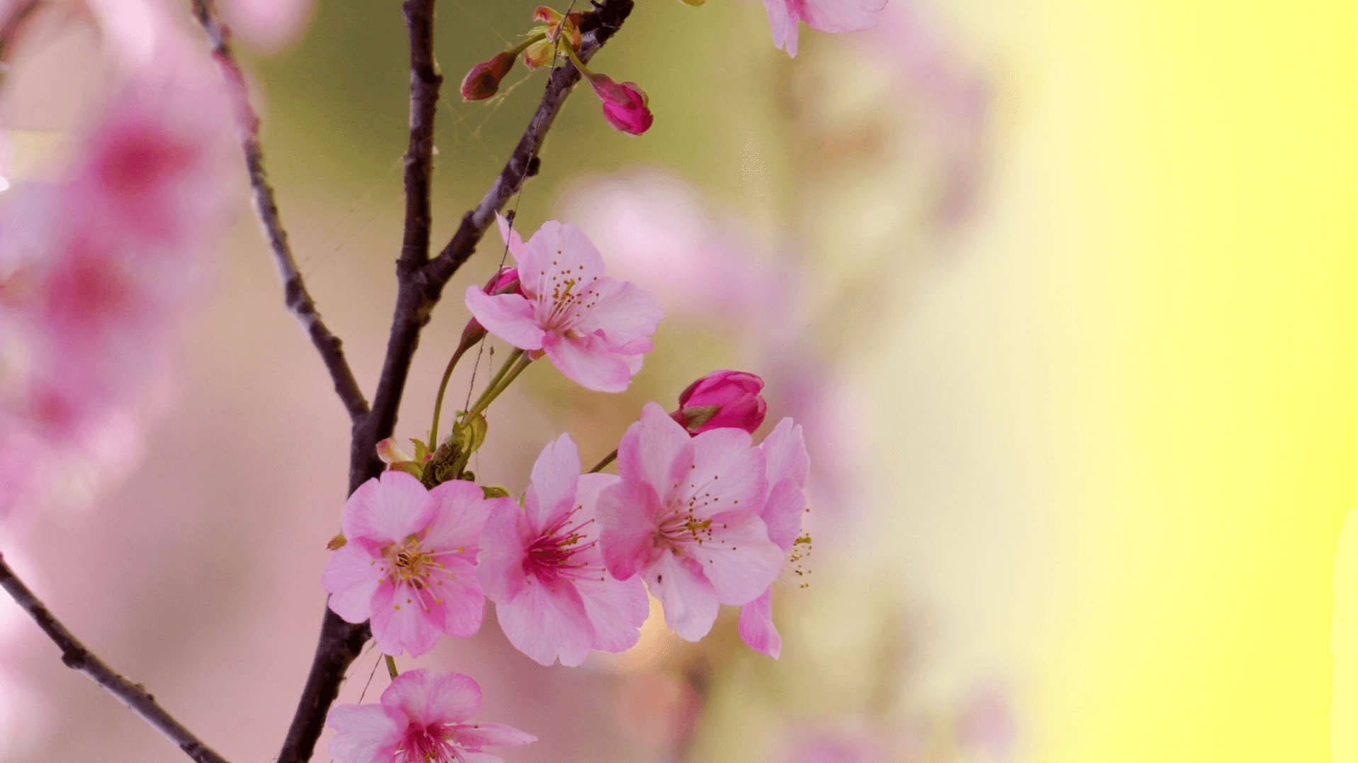 Босиком до весны (Новая актёрская школа)