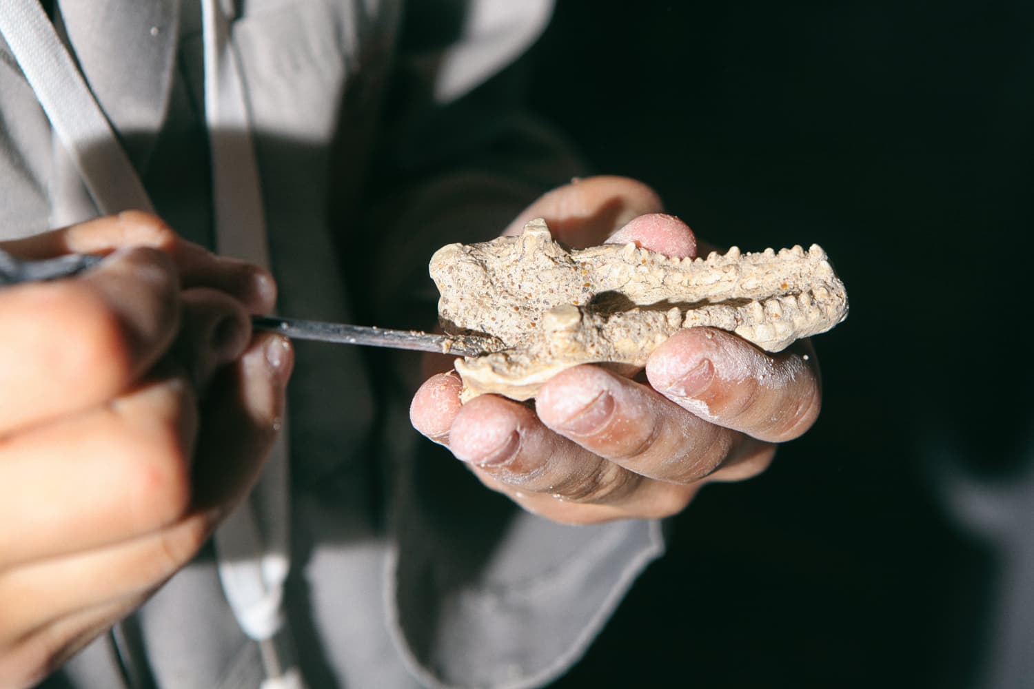 Палеонтология. Научная программа для детей (Медицинский университет. Учебный корпус № 2)