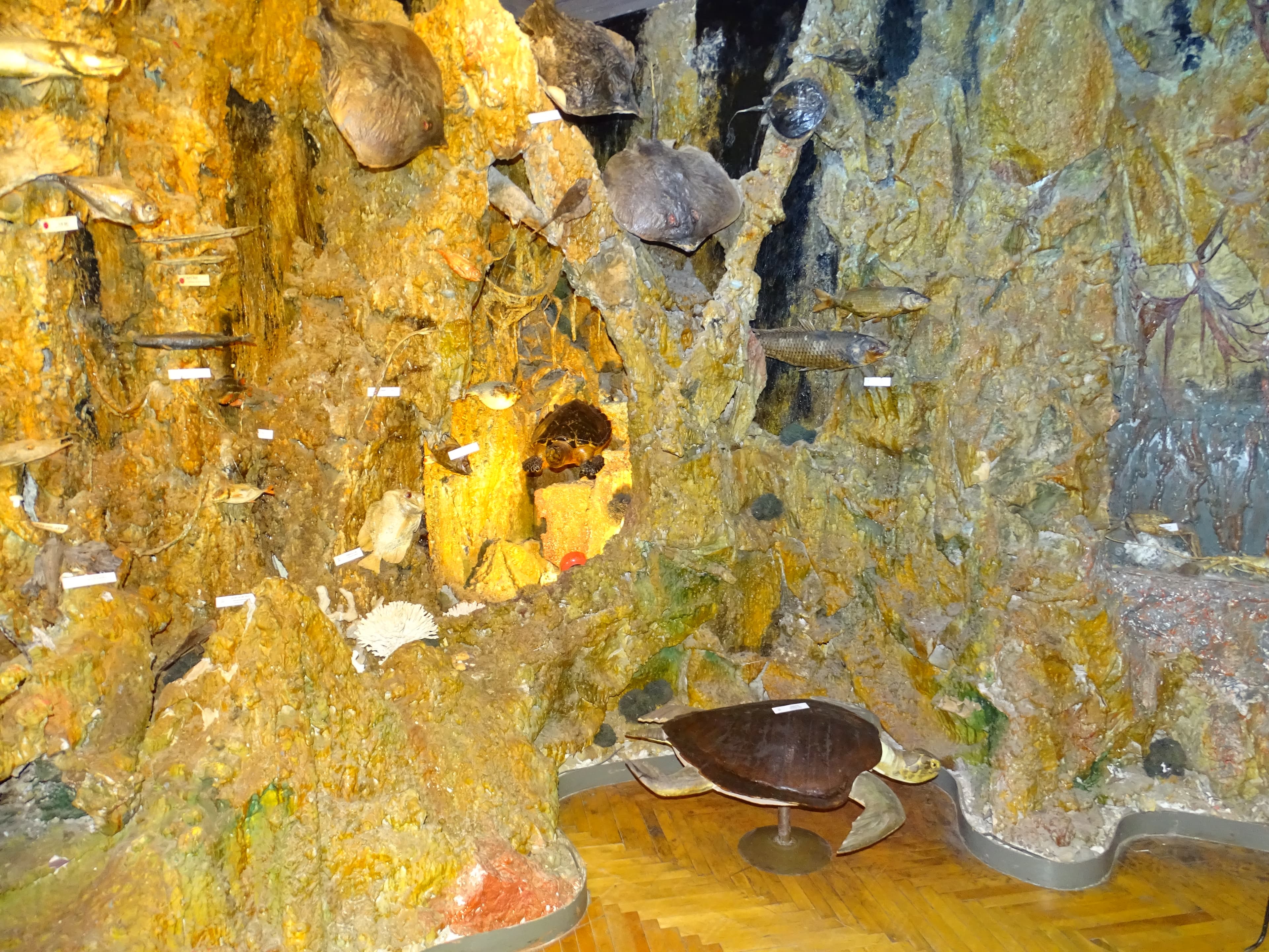 Подводный мир (Краеведческий музей)