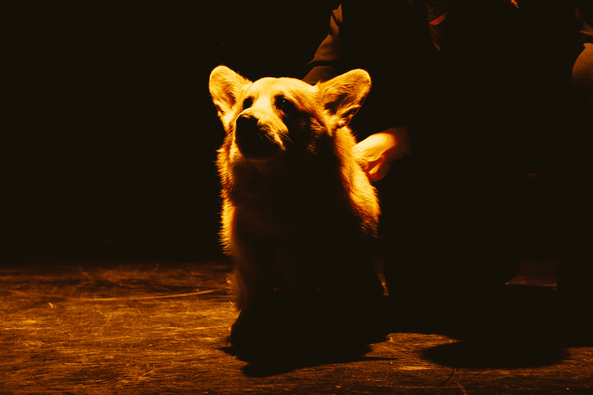 Верь своей собаке (Пространство «Внутри»)