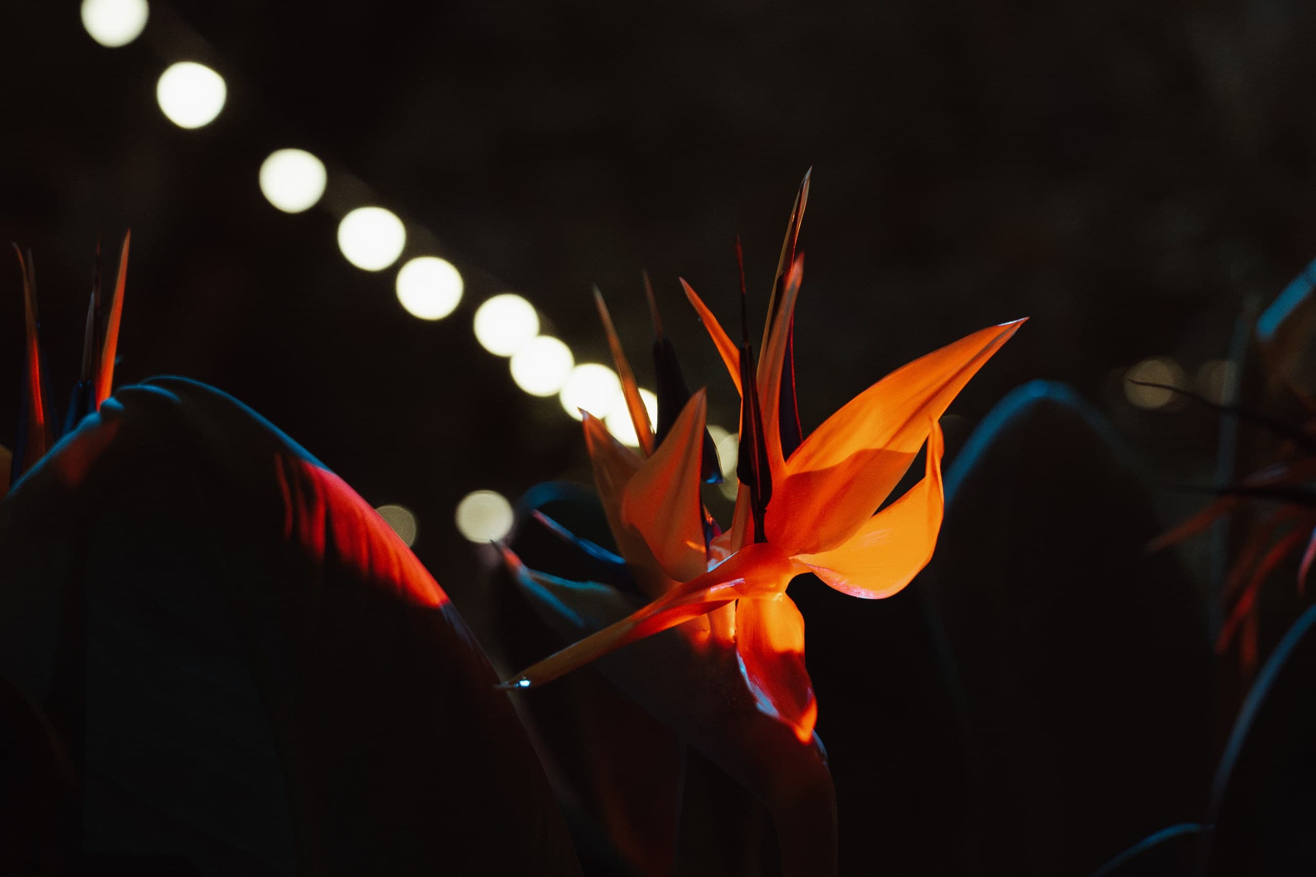 Магия свечей. Sade. Джаз в оранжерее (Оранжерея Таврического сада)
