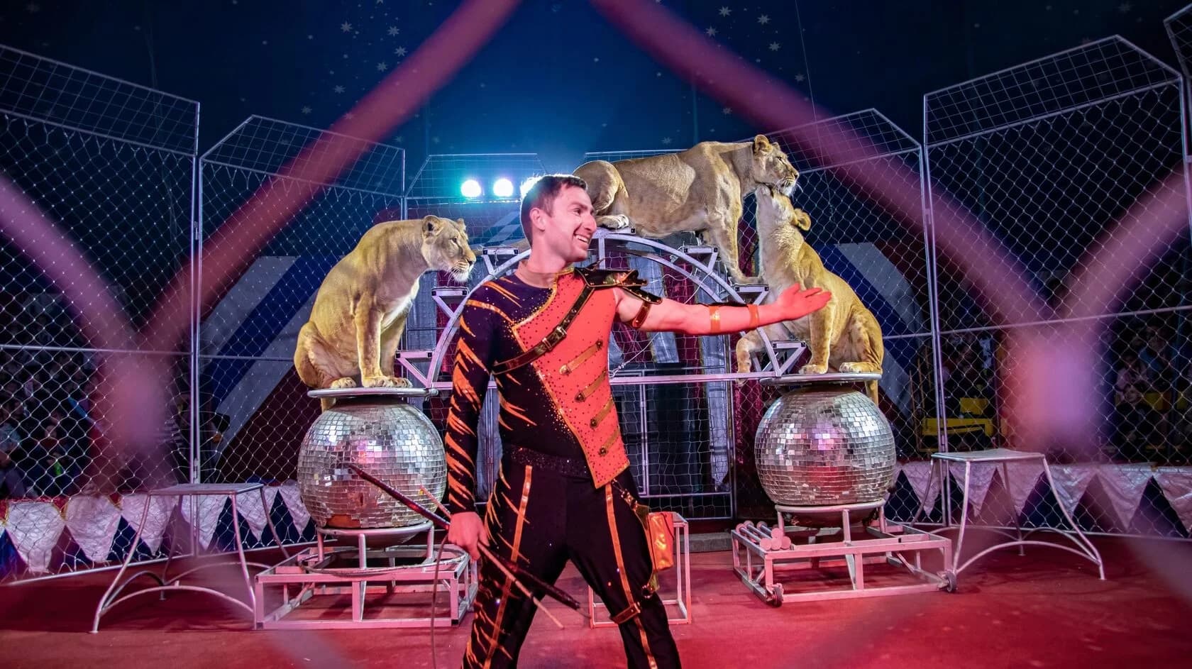 Золото Африки. Тигры среди львиц (Цирк-шапито «Золото Африки»)