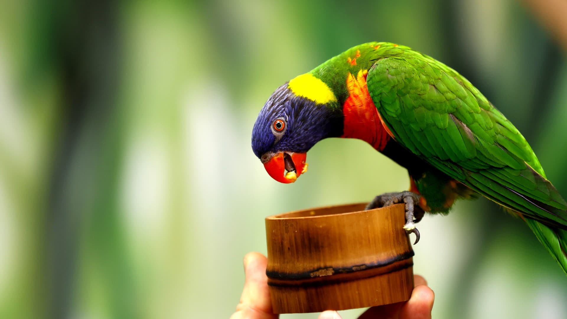 101 попугай (101 попугай)