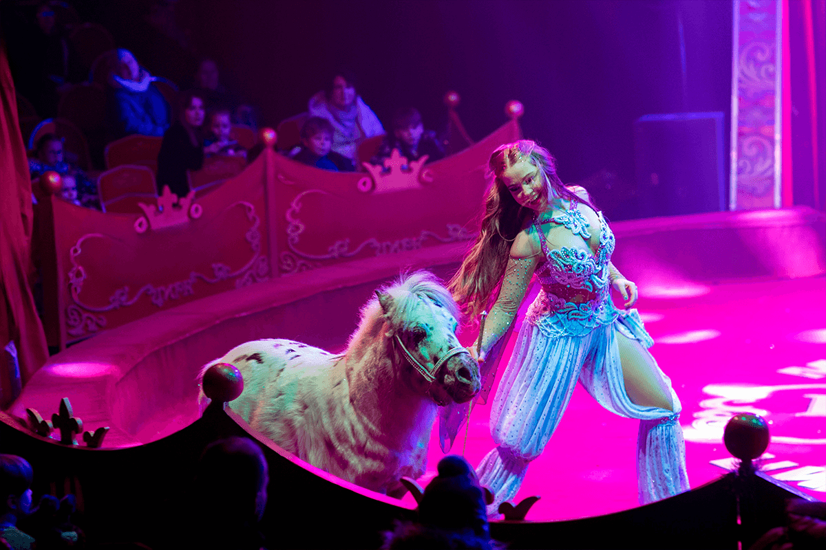 Кудзинов (Цирк-шапито «Кудзинов» (Домодедовская))