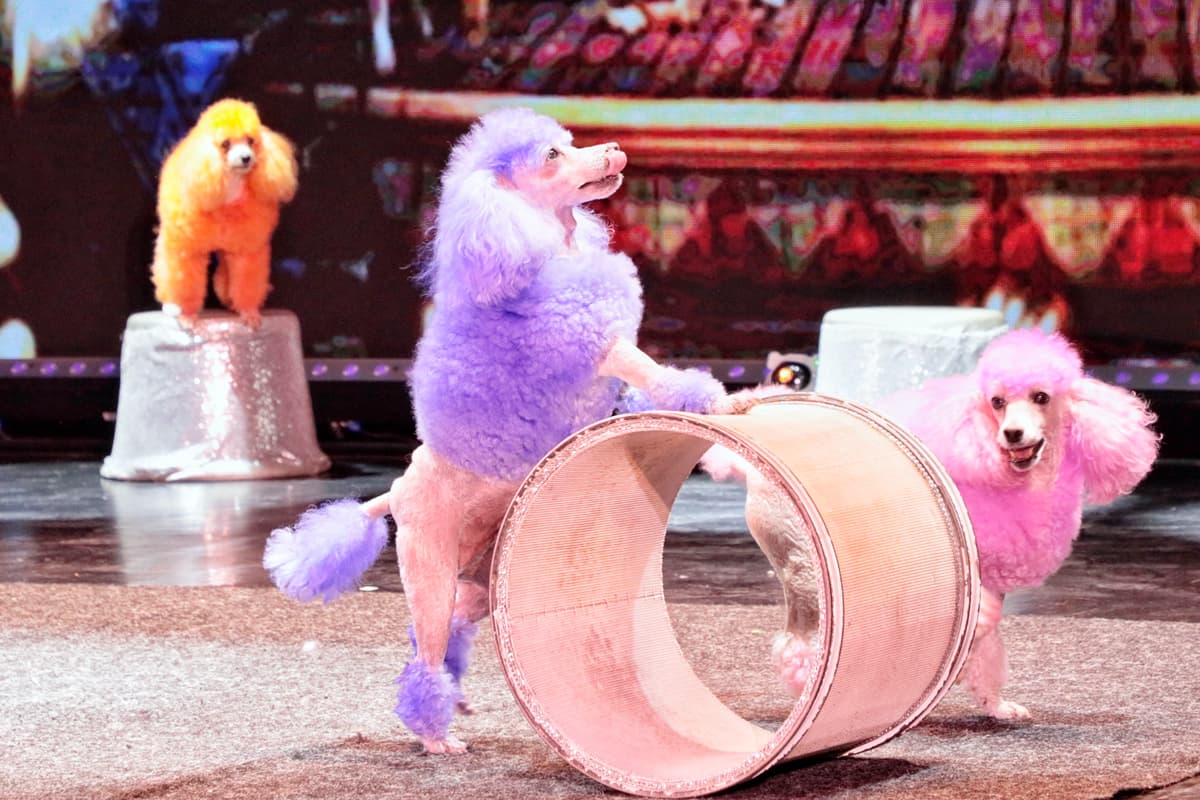 Шоу зверей (Театр иллюзии)