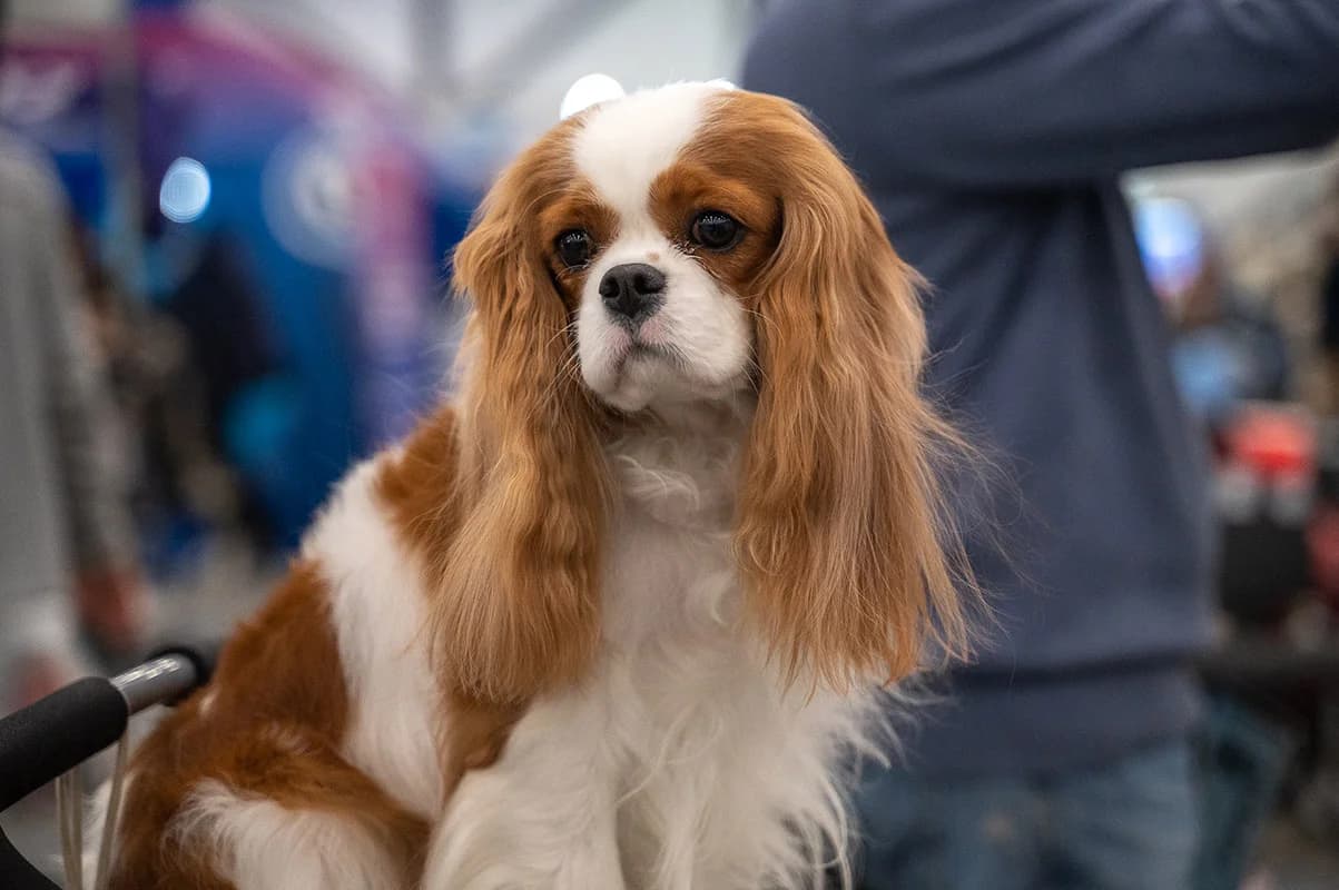 Город собак. Весна 2026 (Экспофорум)