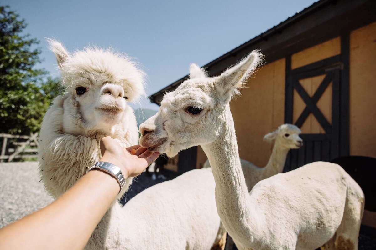 Роза Хутор, Олимпийская деревня и шоу фонтанов (с билетами) ((с билетами) роза хутор: олимпийская деревня и шоу поющих фонтанов)