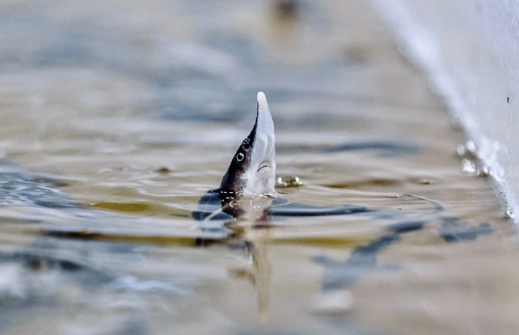 На рыбоводный комплекс «Биосфера-фиш» (Для гурманов: рыбная fish-ка Татарстана)