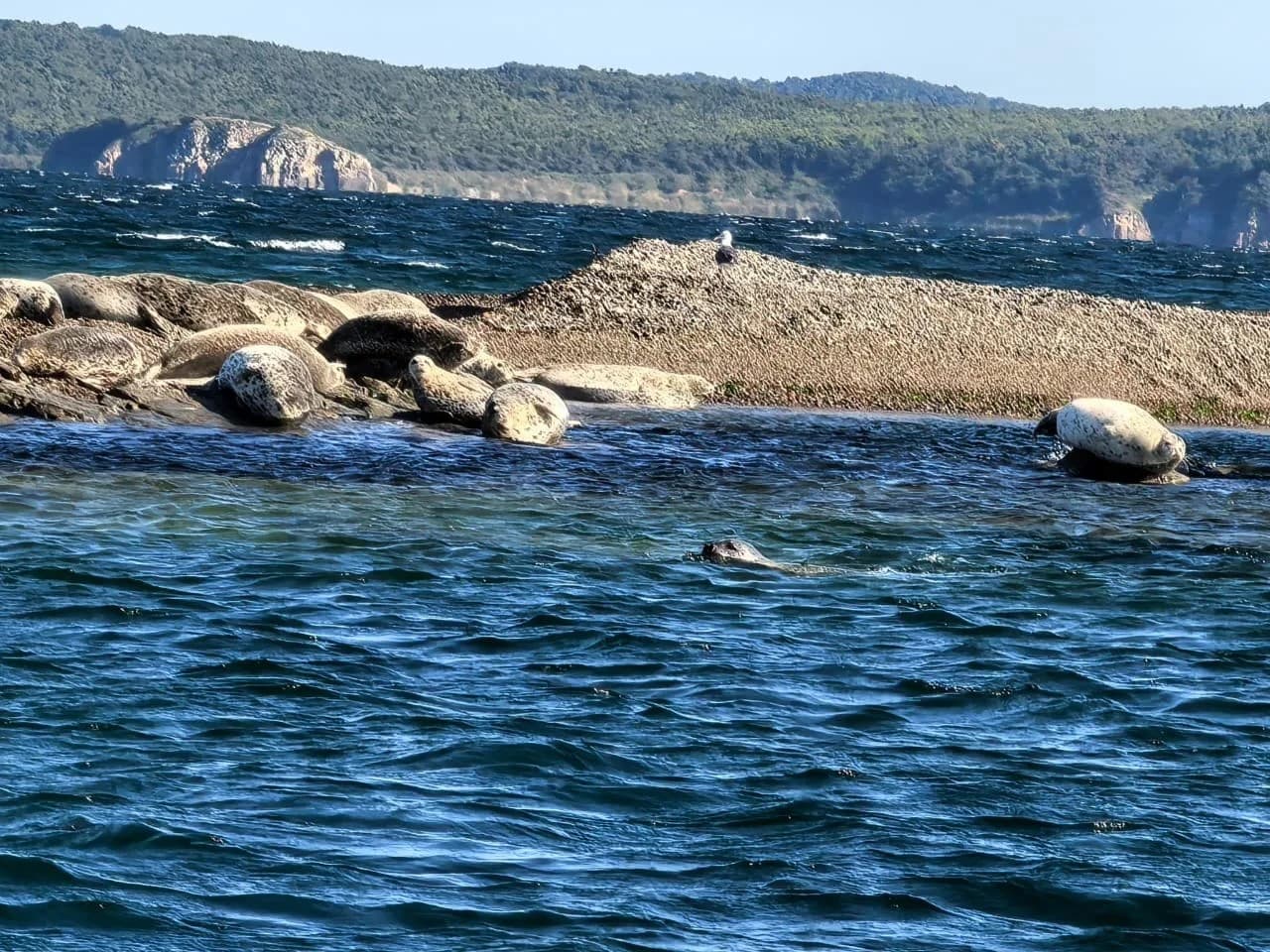 Морское приключение на катере во Владивостоке: морские котики и мореферма (Морское приключение, морские котики и морепродукты во Владивостоке)