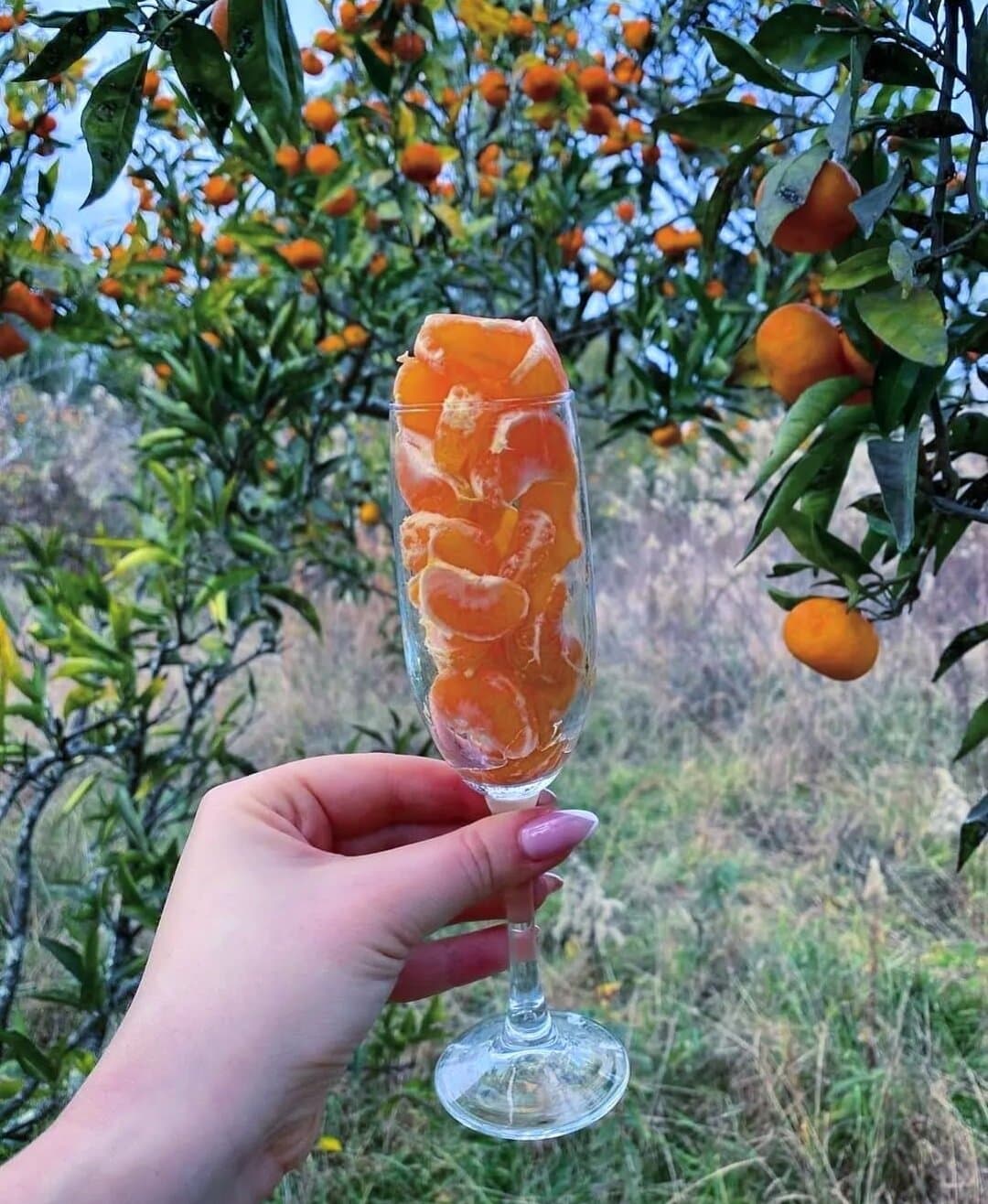 Рицинский экспресс: Гагра, озеро Рица и Пицунда (Рицинский экспресс: Гагра, озеро Рица и Пицунда!)