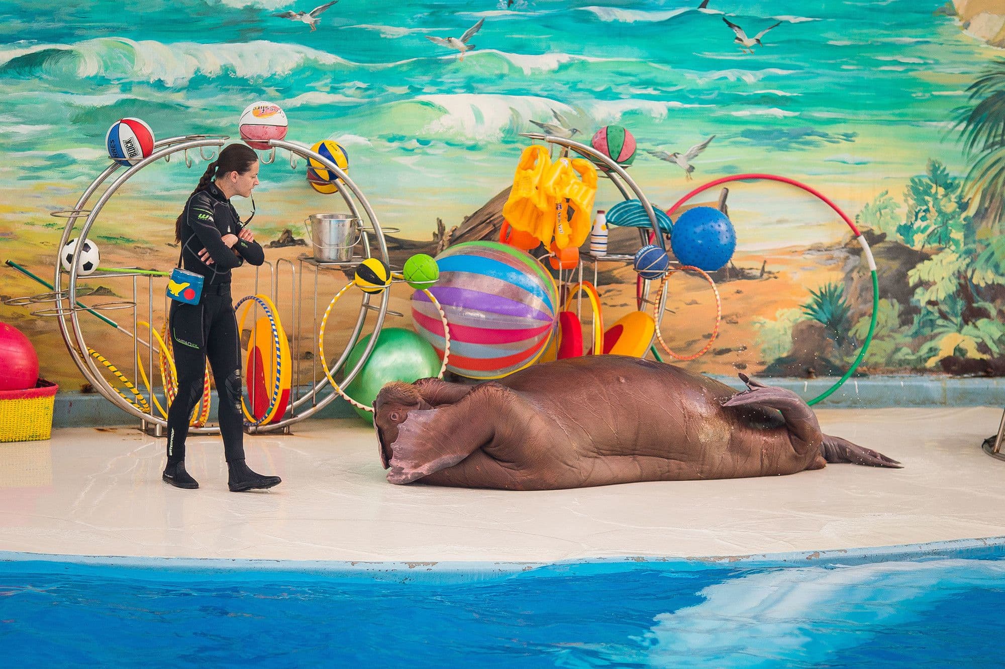 Парк «Ривьера» и шоу в большом Сочинском дельфинарии (Парк «Ривьера» и шоу в большом Сочинском дельфинарии!)