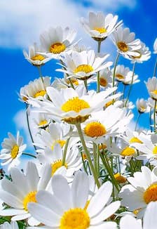 Ты живи, моя Россия! Концертная программа