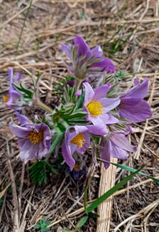 Весенний переполох. Концерт