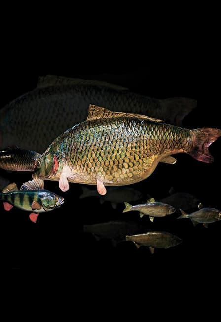 Входной билет на выставку "Ихтиофауна низовий Волги"