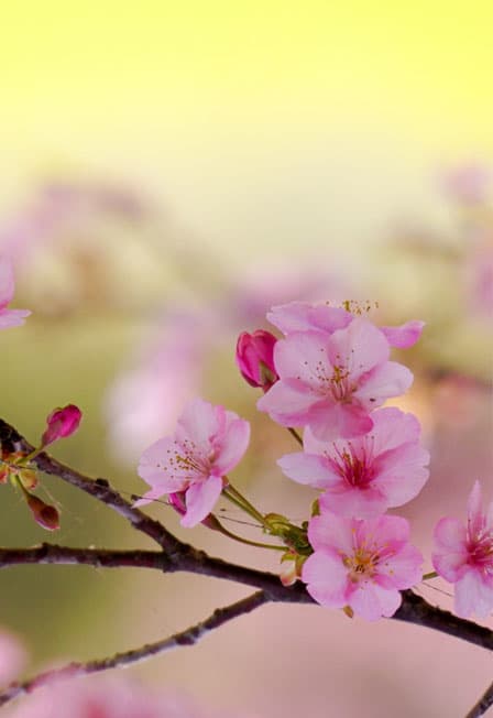 Поэтический вечер "Босиком до весны"