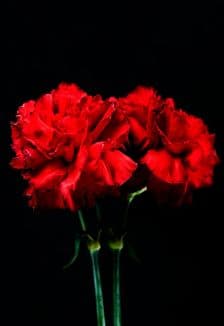 Эхо войны в сердце каждой семьи: Концерт