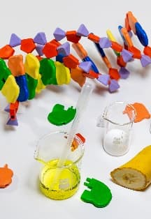 Что такое ДНК?