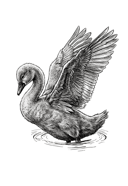 Гадкий утёнок