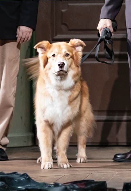 Собачье сердце